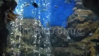 热带小鱼在石头间的纯净水中游泳。